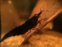 /album/fotogalerij/black-sakura-1-jpeg/